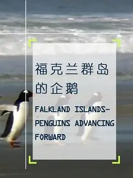 企鵝之島：福克蘭